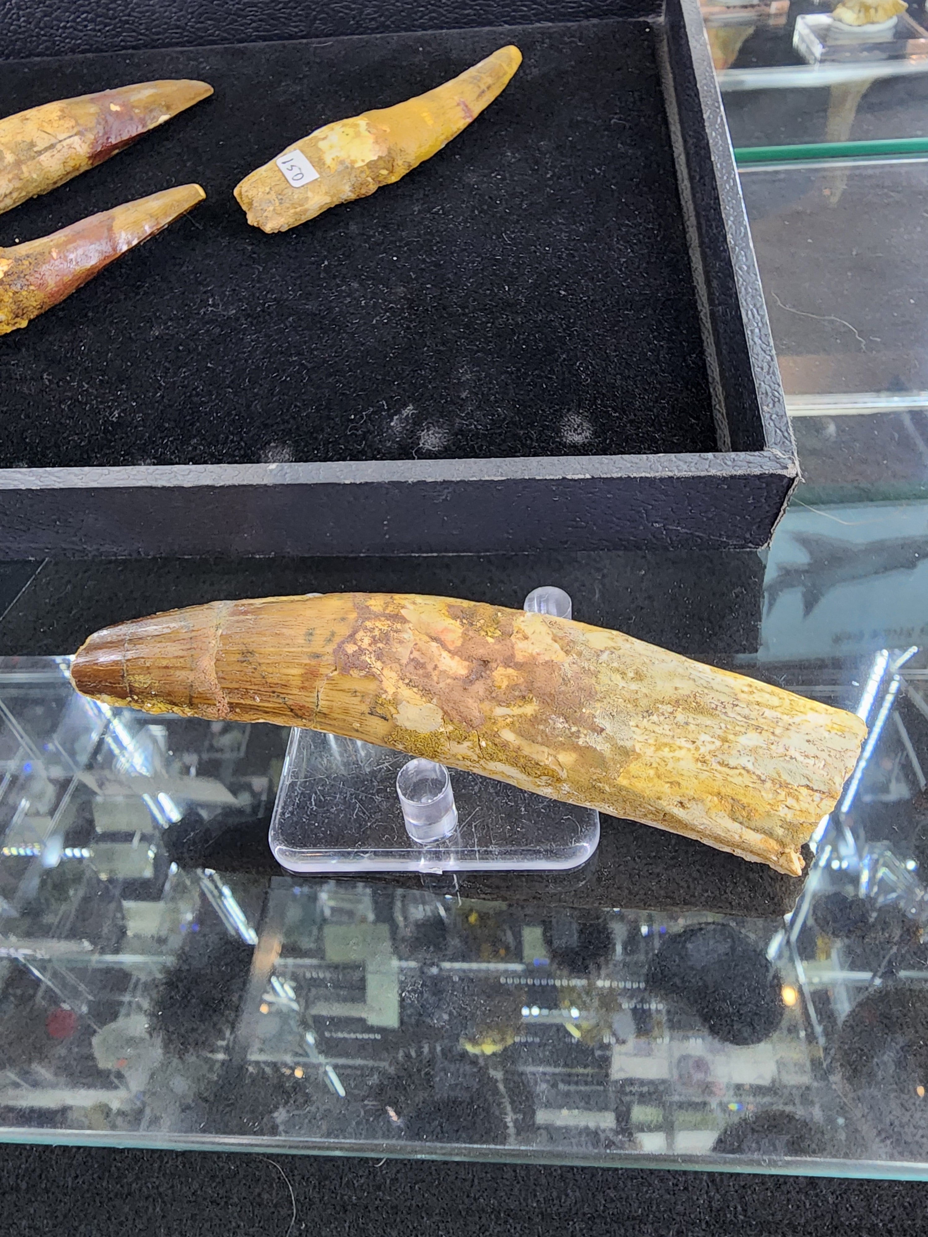 Spinosaurus Tooth (LG) | Fossils | Wiccan Center
