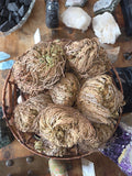 🌱 Rose of Jericho – The Resurrection Plant | | Wiccan Center
