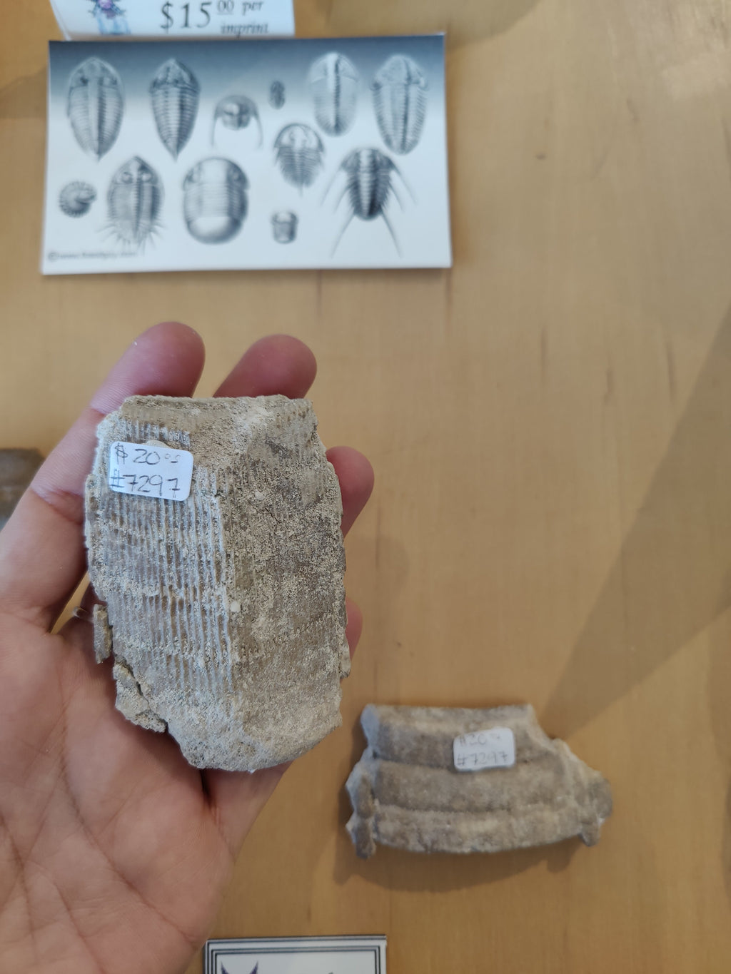 Stingray Mouth Plate Fossil LG | Fossils | Wiccan Center