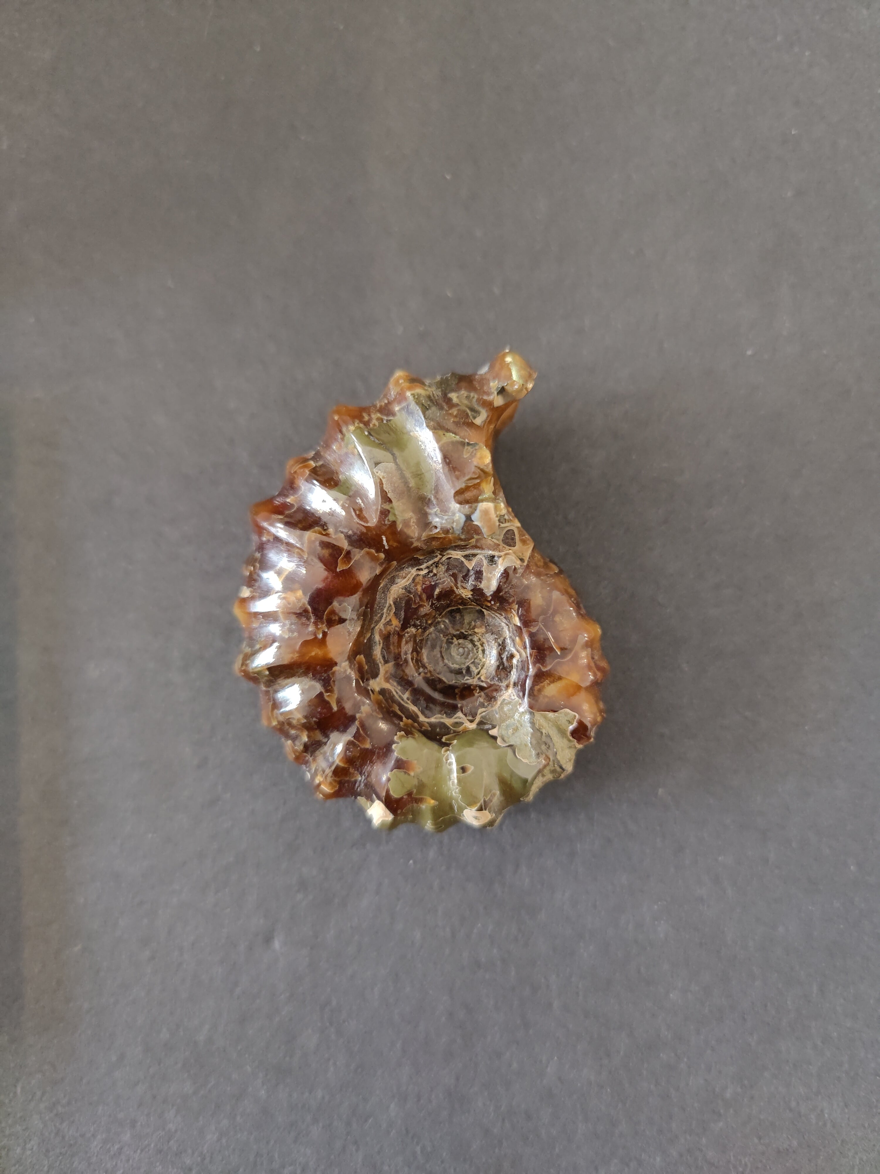 Polished Ammonite Fossil, Early Cretaceous, Madagascar | Fossils | Wiccan Center