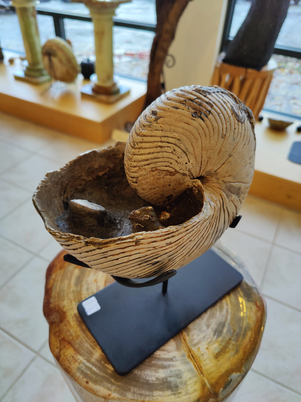 Nautiloid Fossil with Display Stand, Early Cretaceous, Madagascar | Fossils | Wiccan Center