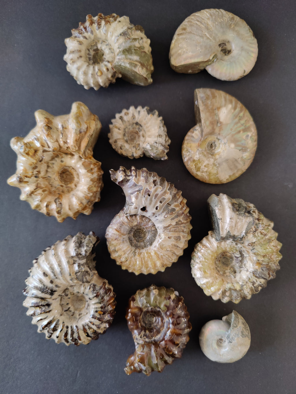 Polished Ammonite Fossil, Early Cretaceous, Madagascar | Fossils | Wiccan Center