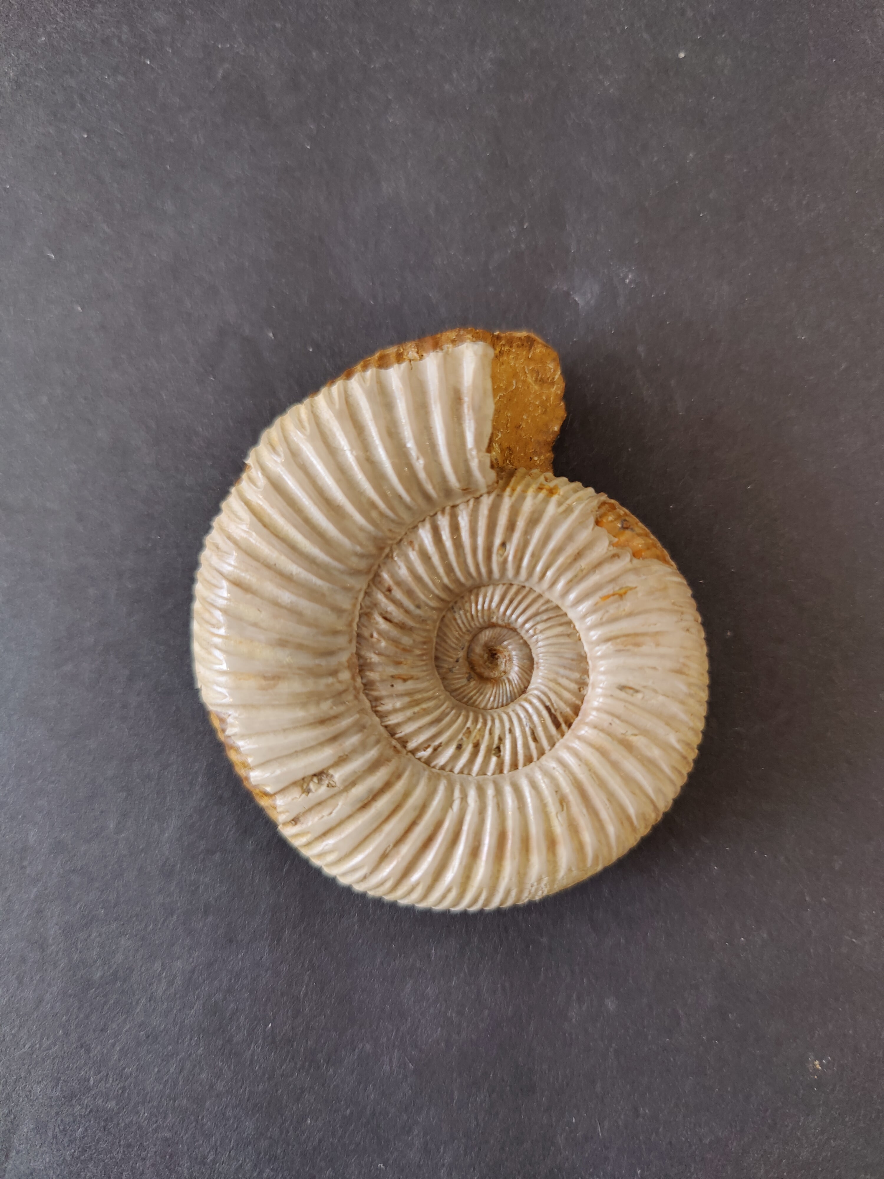 Polished Ammonite Fossil, Late Jurassic, Madagascar | Fossils | Wiccan Center