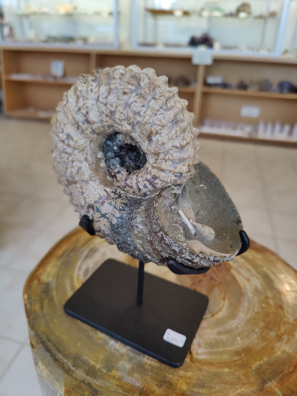 Ammonite Fossils with Display Stand, Early Cretaceous, Madagascar | Fossils | Wiccan Center