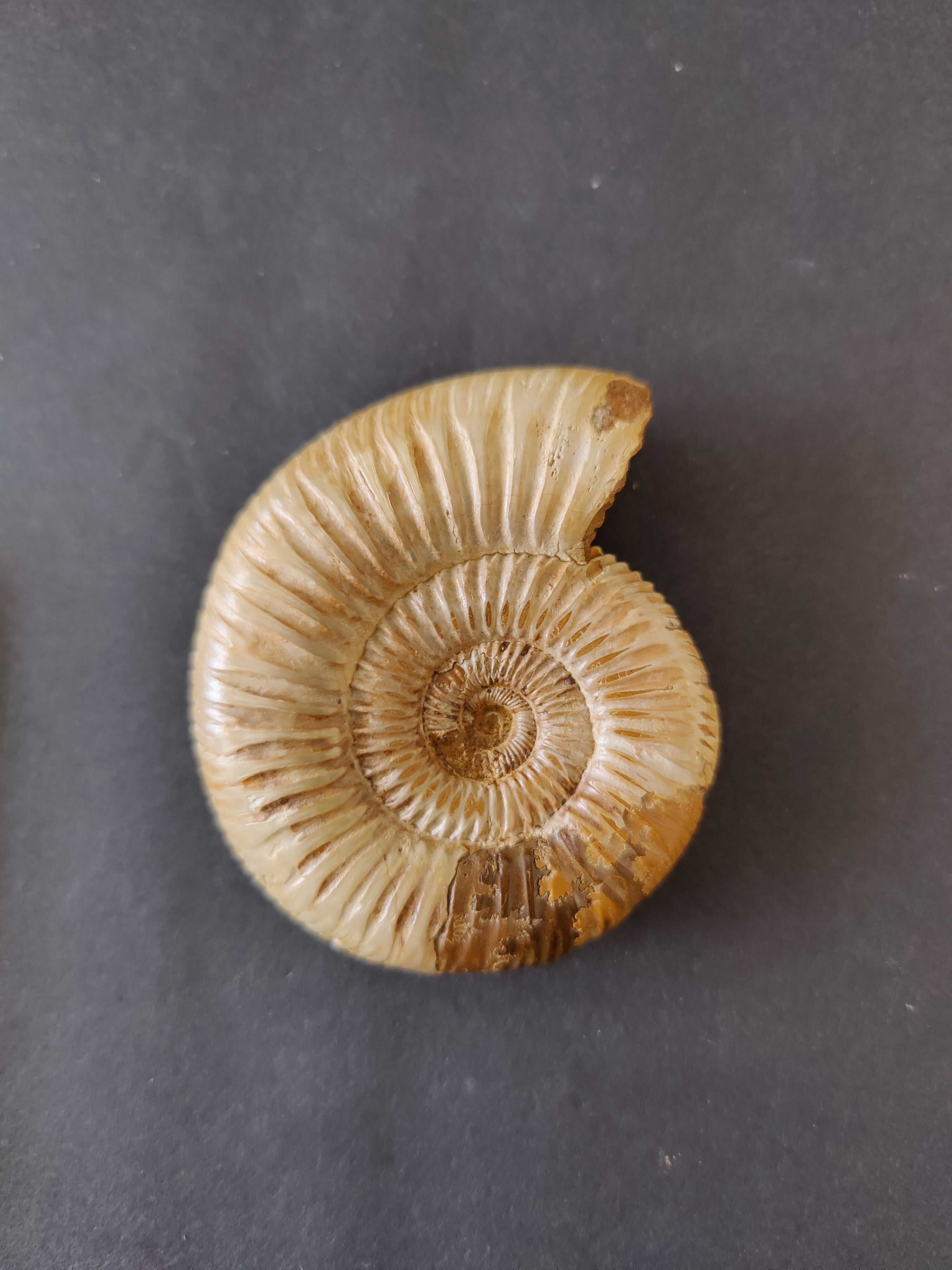 Polished Ammonite Fossil, Late Jurassic, Madagascar | Fossils | Wiccan Center