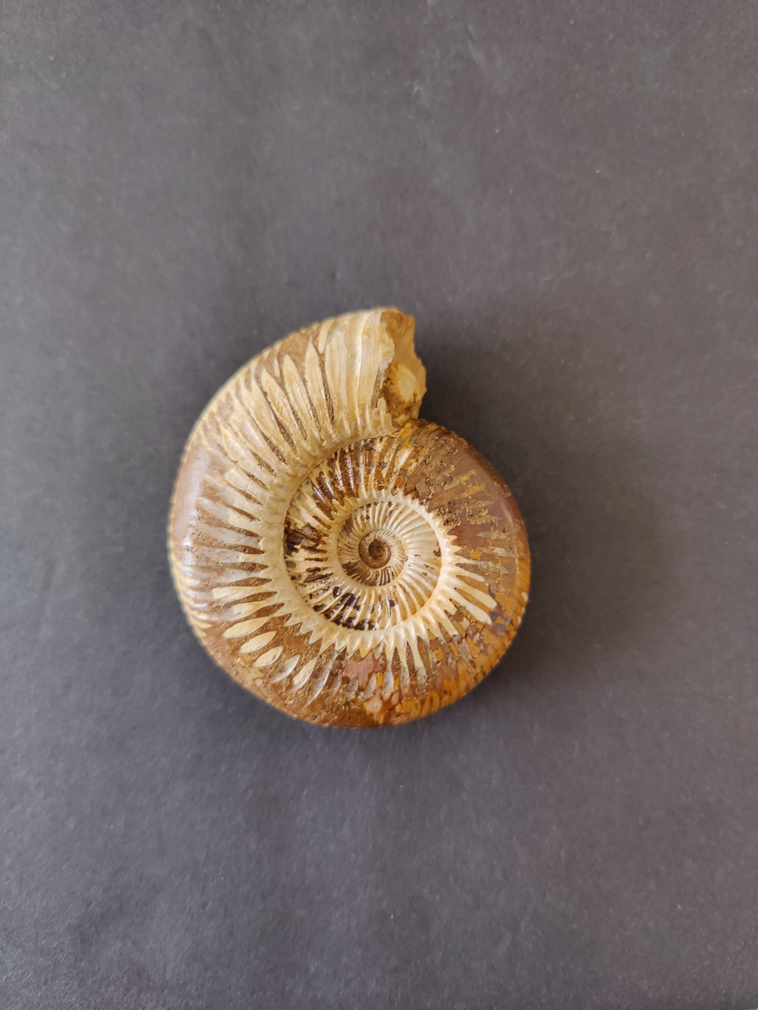 Polished Ammonite Fossil, Late Jurassic, Madagascar | Fossils | Wiccan Center
