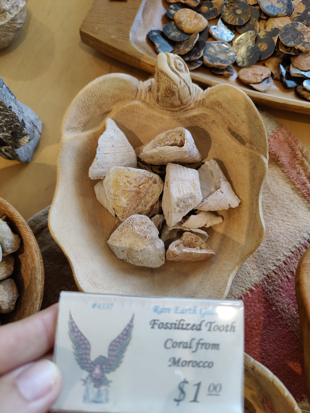 Fossilized Tooth Coral | Fossils | Wiccan Center