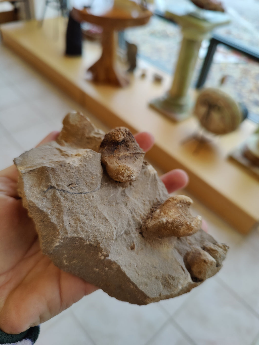 Rough Gastropod Large | Fossils | Wiccan Center