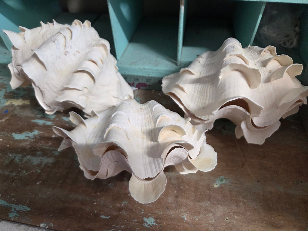 Squamosa Tridacna Clam Shell Pair- Fluted Ruffled Seashell | | Wiccan Center
