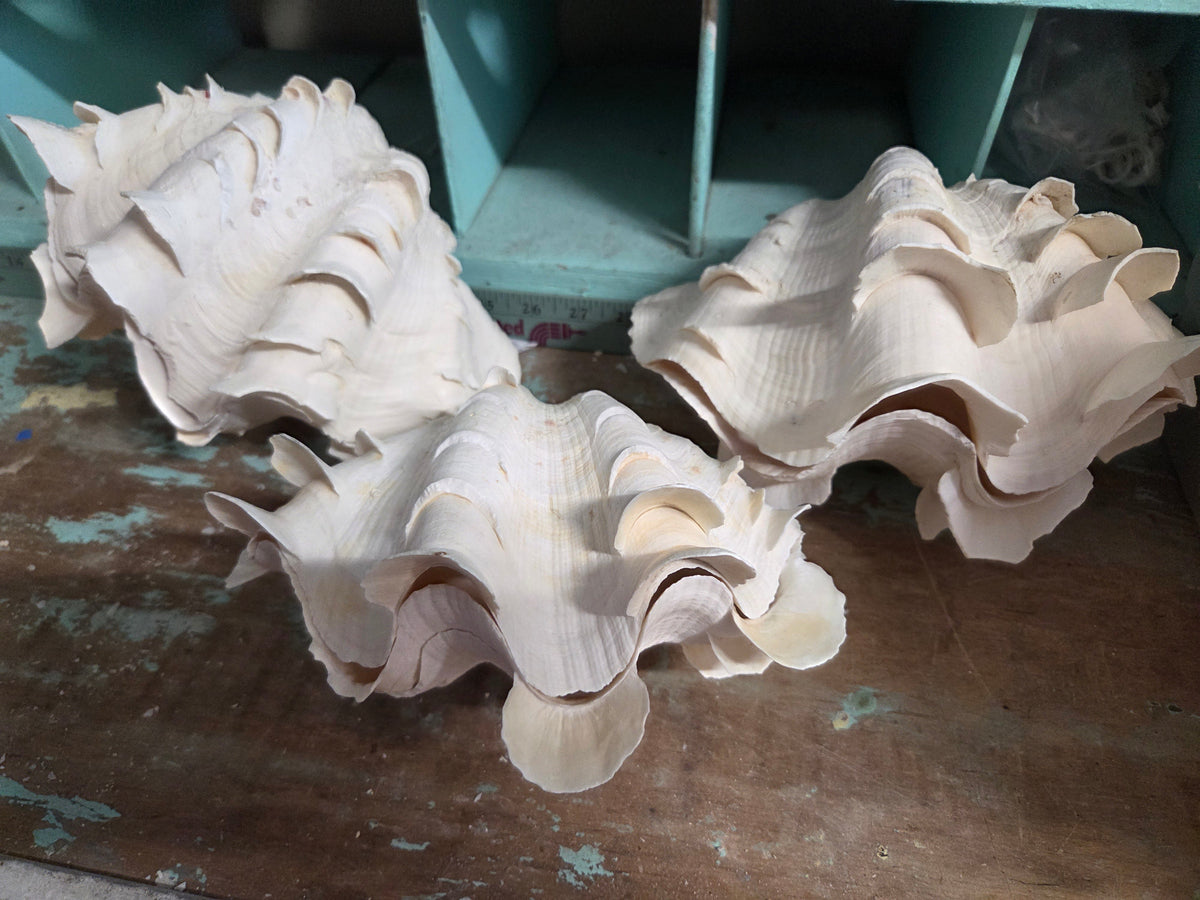 Squamosa Tridacna Clam Shell Pair- Fluted Ruffled Seashell | | Wiccan Center