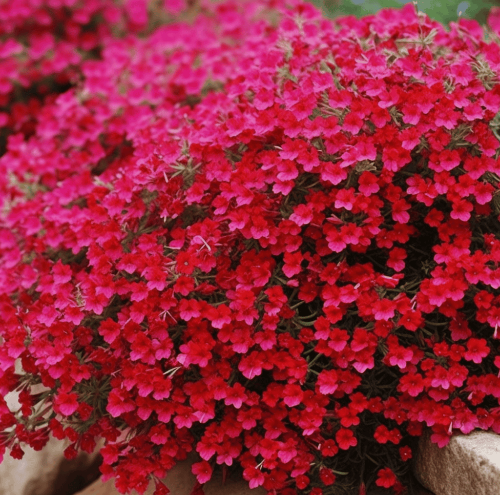 Cascade Red Rockcress – 50 Seeds | Seeds | Wiccan Center