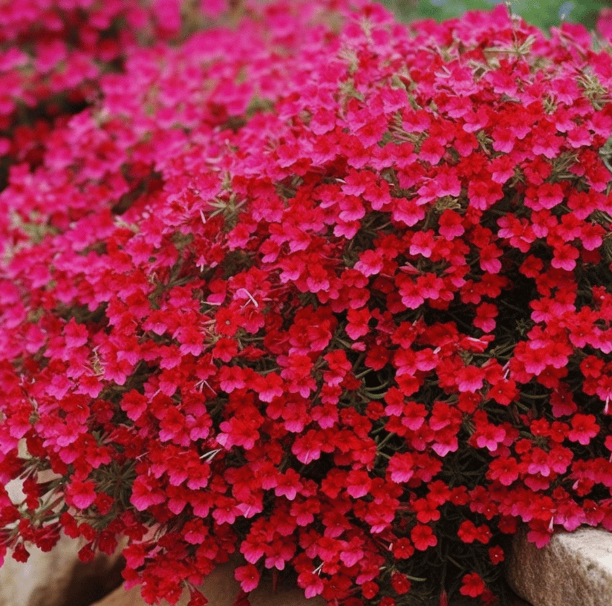 Cascade Red Rockcress – 50 Seeds | Seeds | Wiccan Center