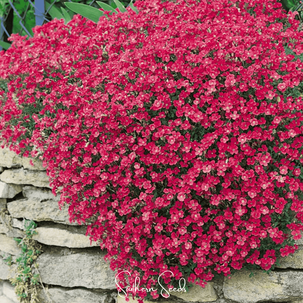 Cascade Red Rockcress – 50 Seeds | Seeds | Wiccan Center