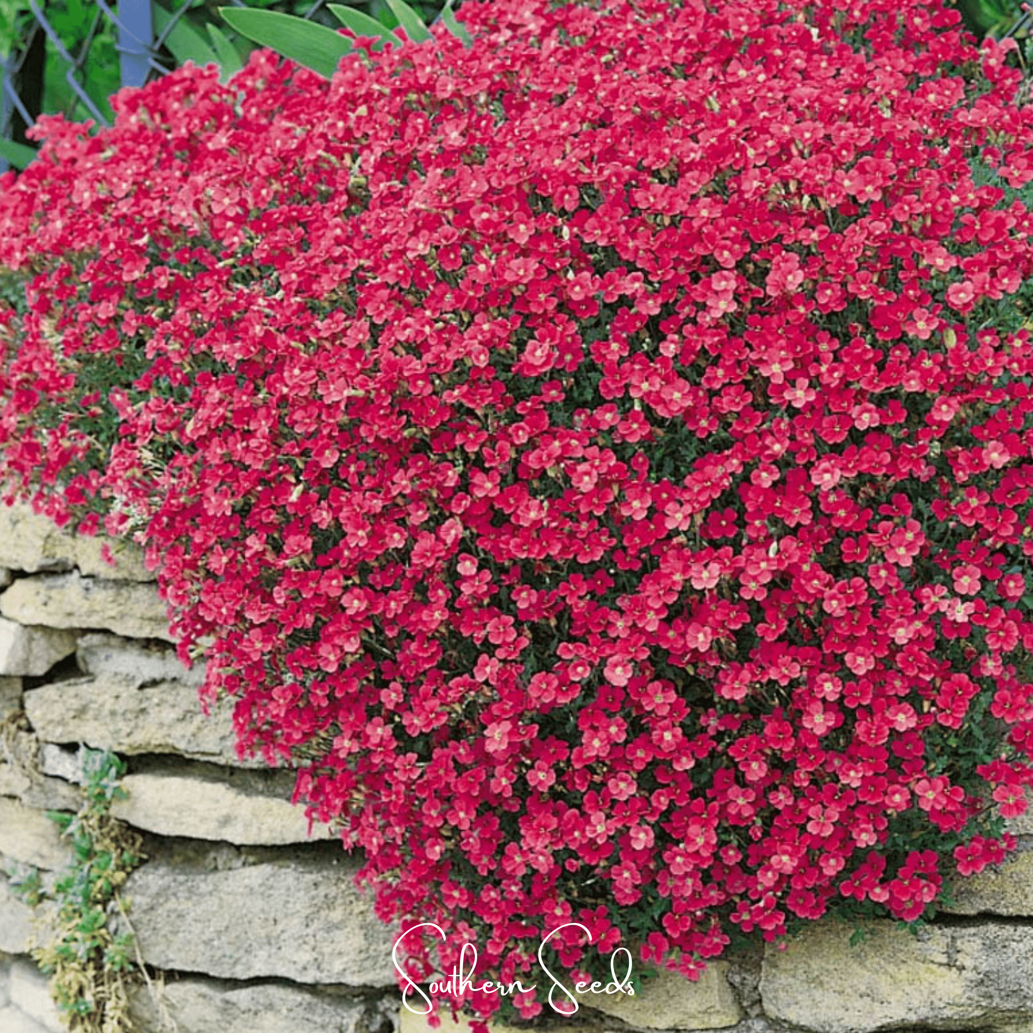 Cascade Red Rockcress – 50 Seeds | Seeds | Wiccan Center
