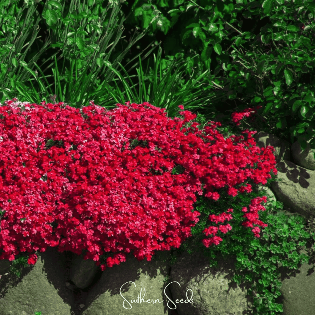 Cascade Red Rockcress – 50 Seeds | Seeds | Wiccan Center