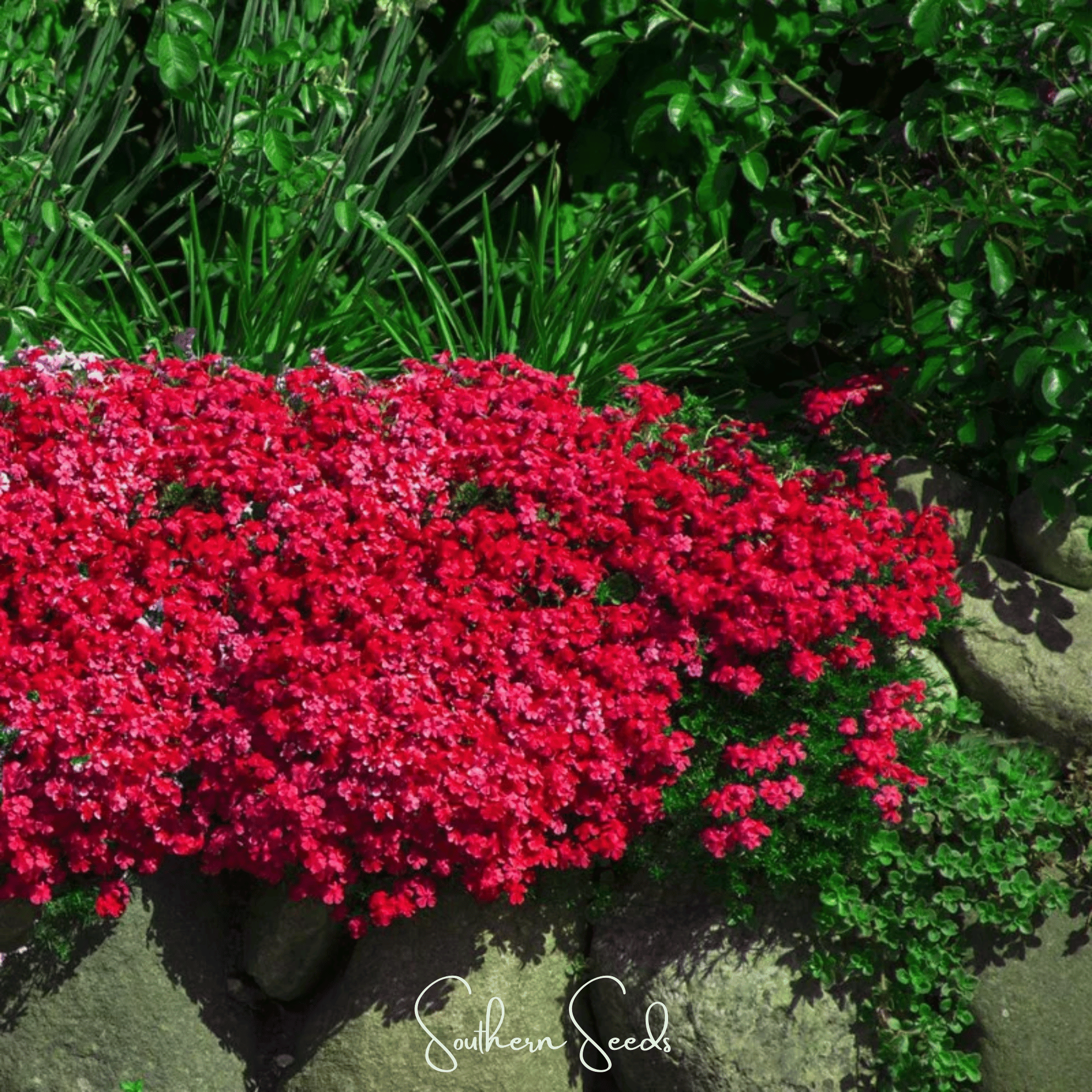 Cascade Red Rockcress – 50 Seeds | Seeds | Wiccan Center