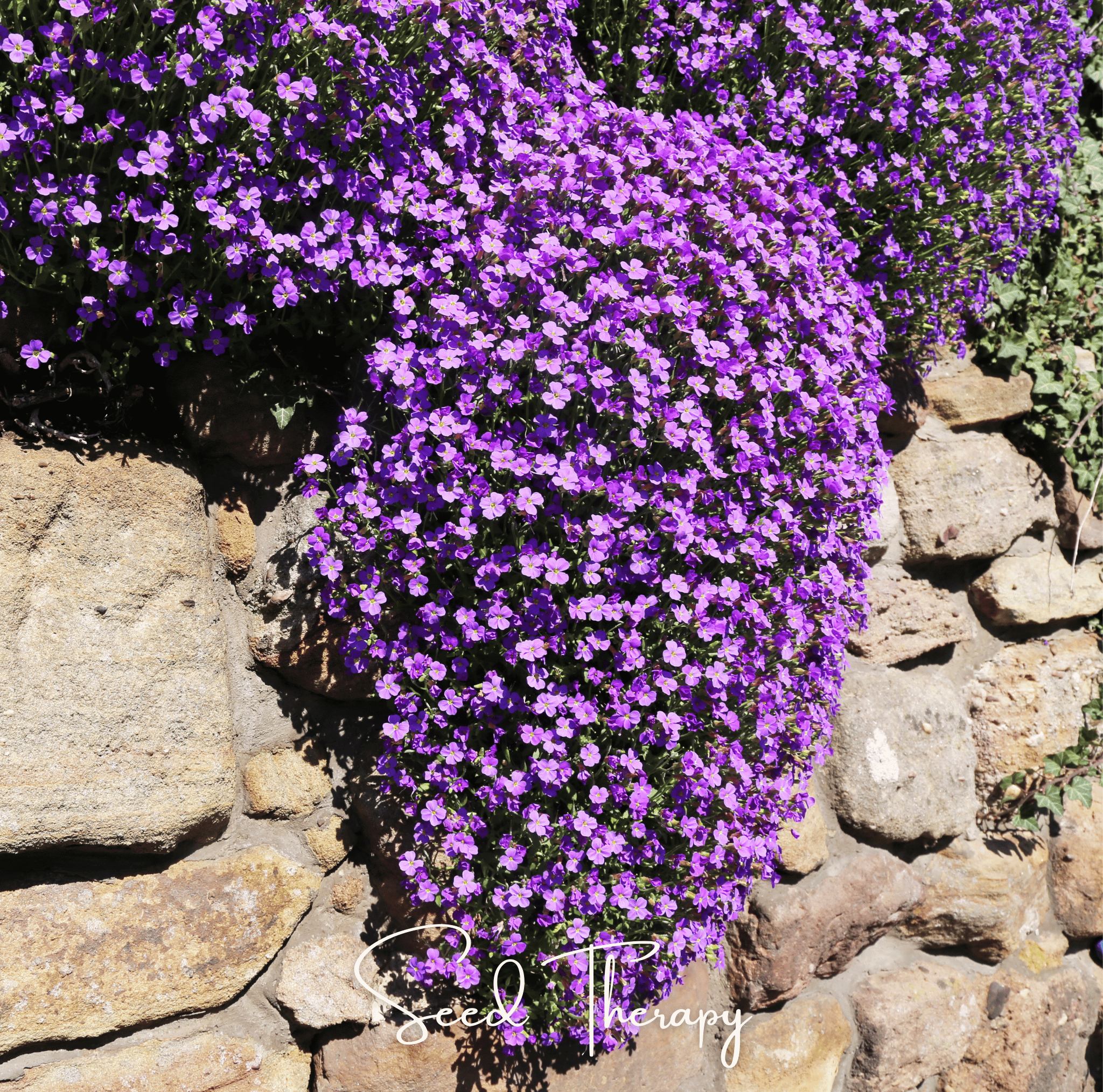 Purple Rockcress – 250 Seeds | Seeds | Wiccan Center