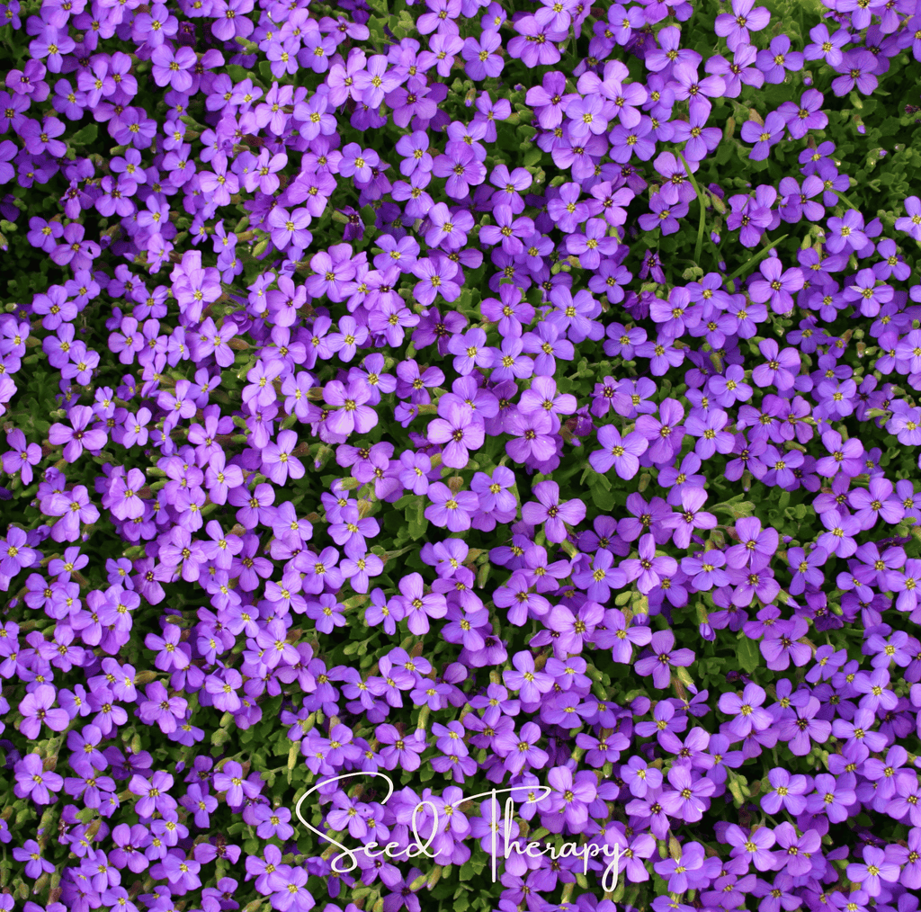 Purple Rockcress – 250 Seeds | Seeds | Wiccan Center