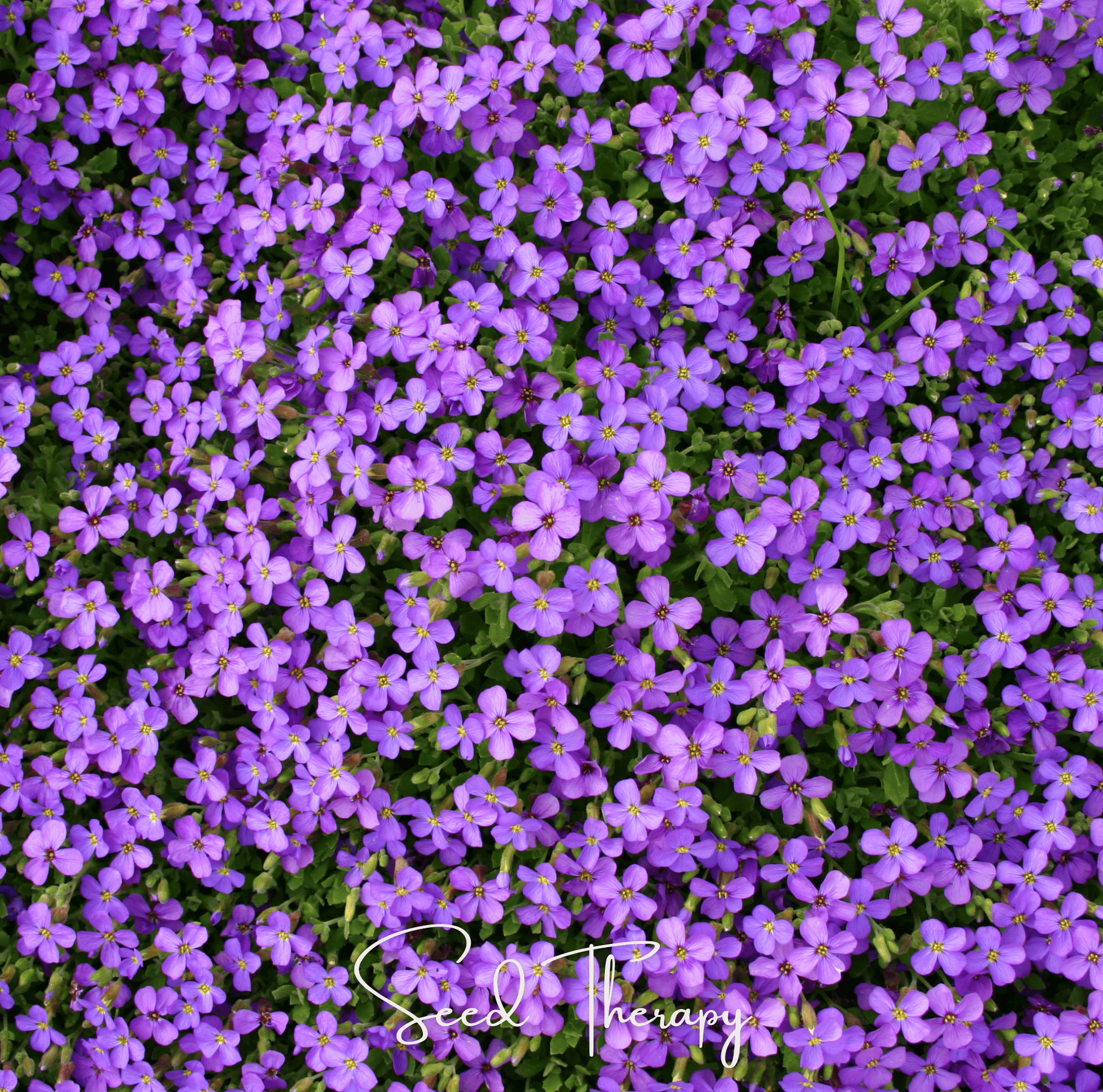 Purple Rockcress – 250 Seeds | Seeds | Wiccan Center