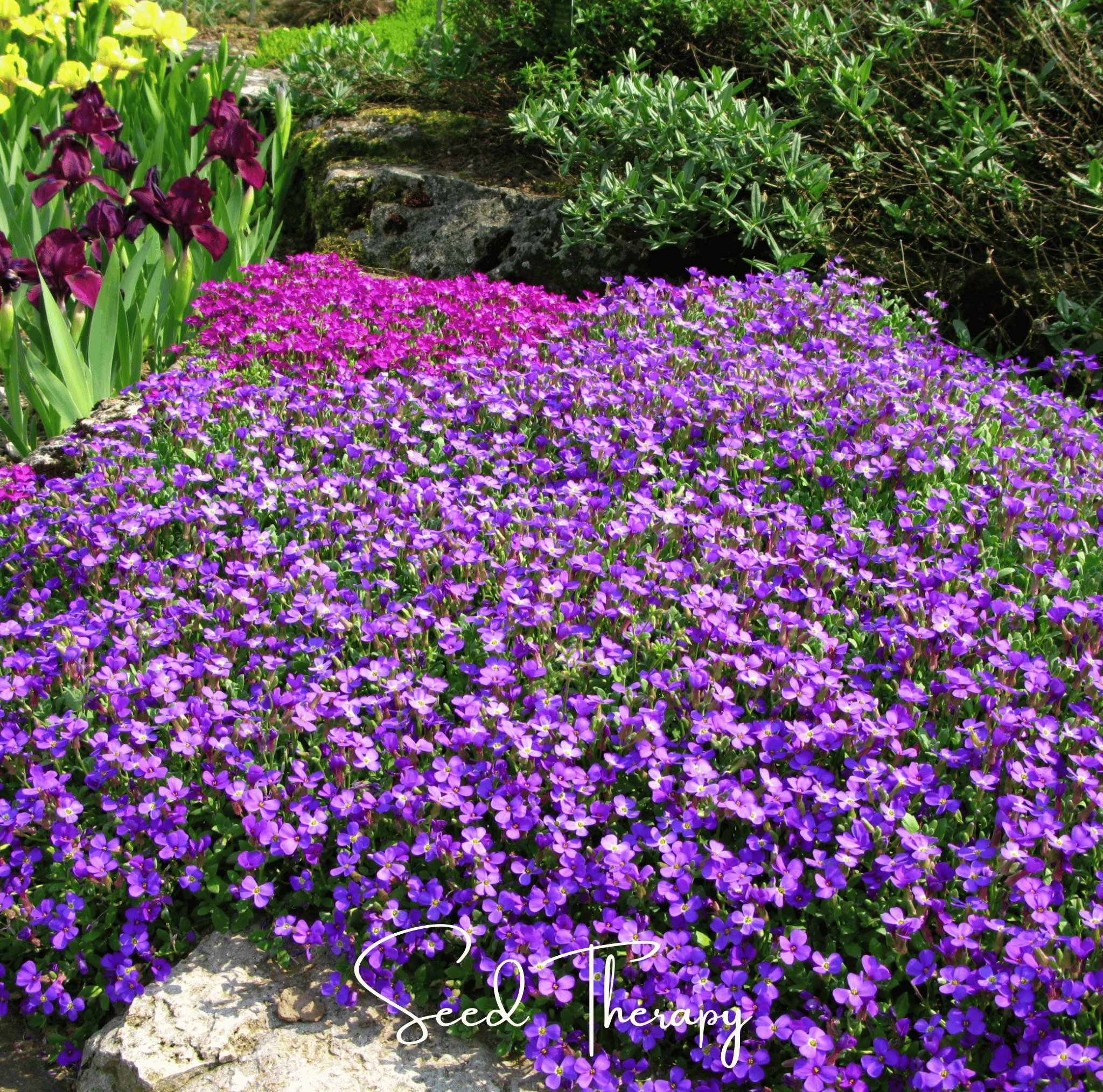 Purple Rockcress – 250 Seeds | Seeds | Wiccan Center