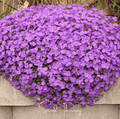 Purple Rockcress – 250 Seeds | Seeds | Wiccan Center