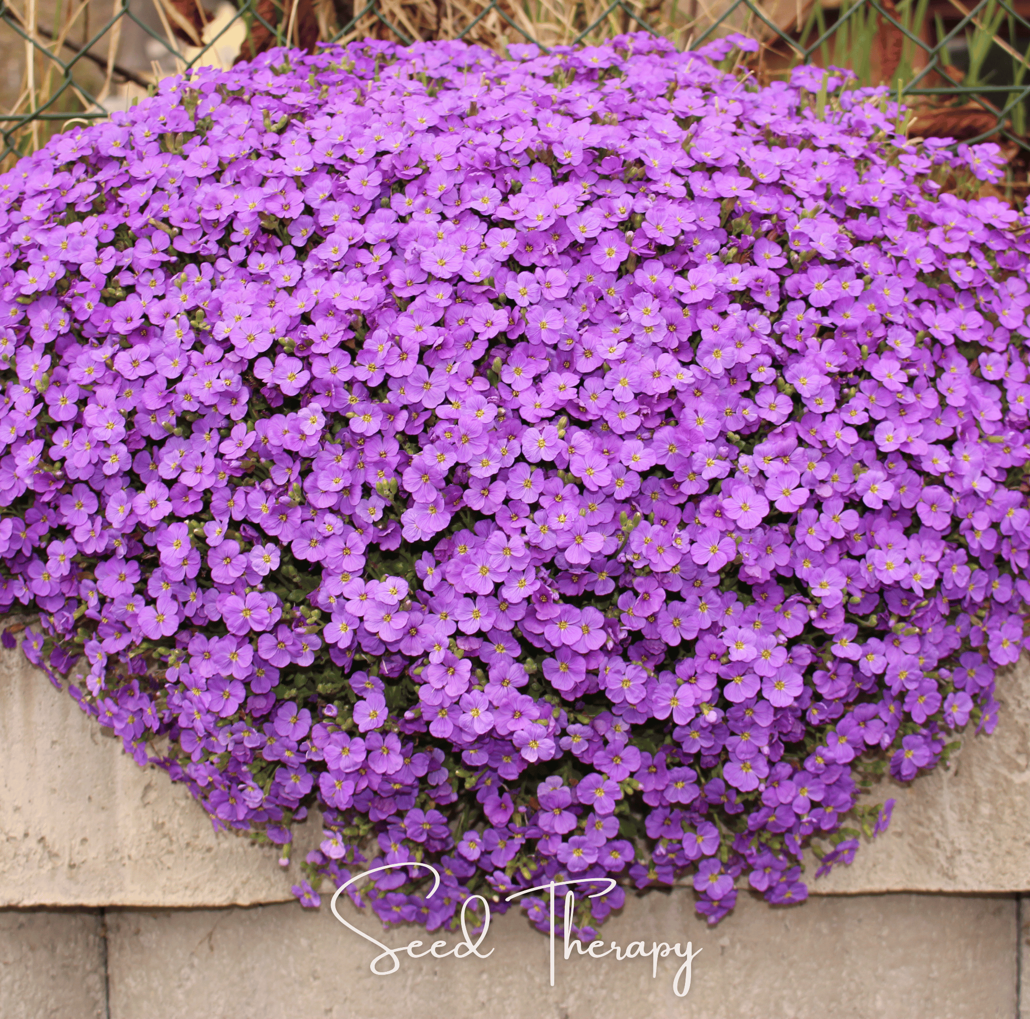 Purple Rockcress – 250 Seeds | Seeds | Wiccan Center