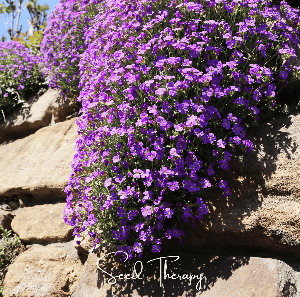 Purple Rockcress – 250 Seeds | Seeds | Wiccan Center