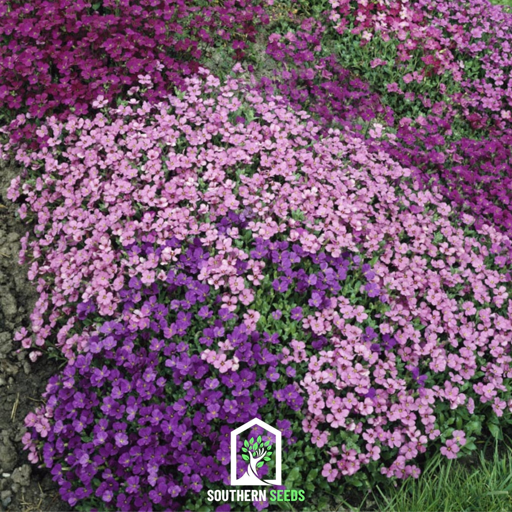 Royal Rockcress Mix – 100 Seeds | Seeds | Wiccan Center