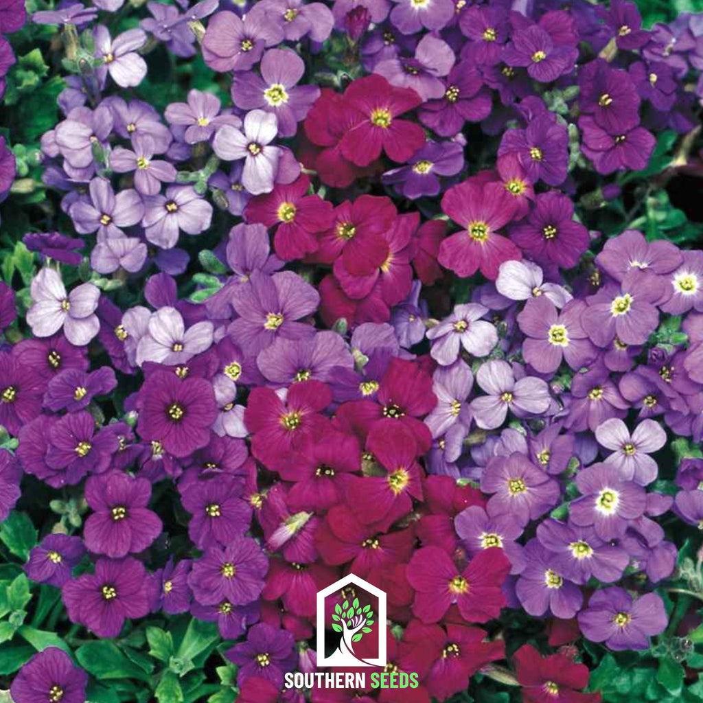 Royal Rockcress Mix – 100 Seeds | Seeds | Wiccan Center