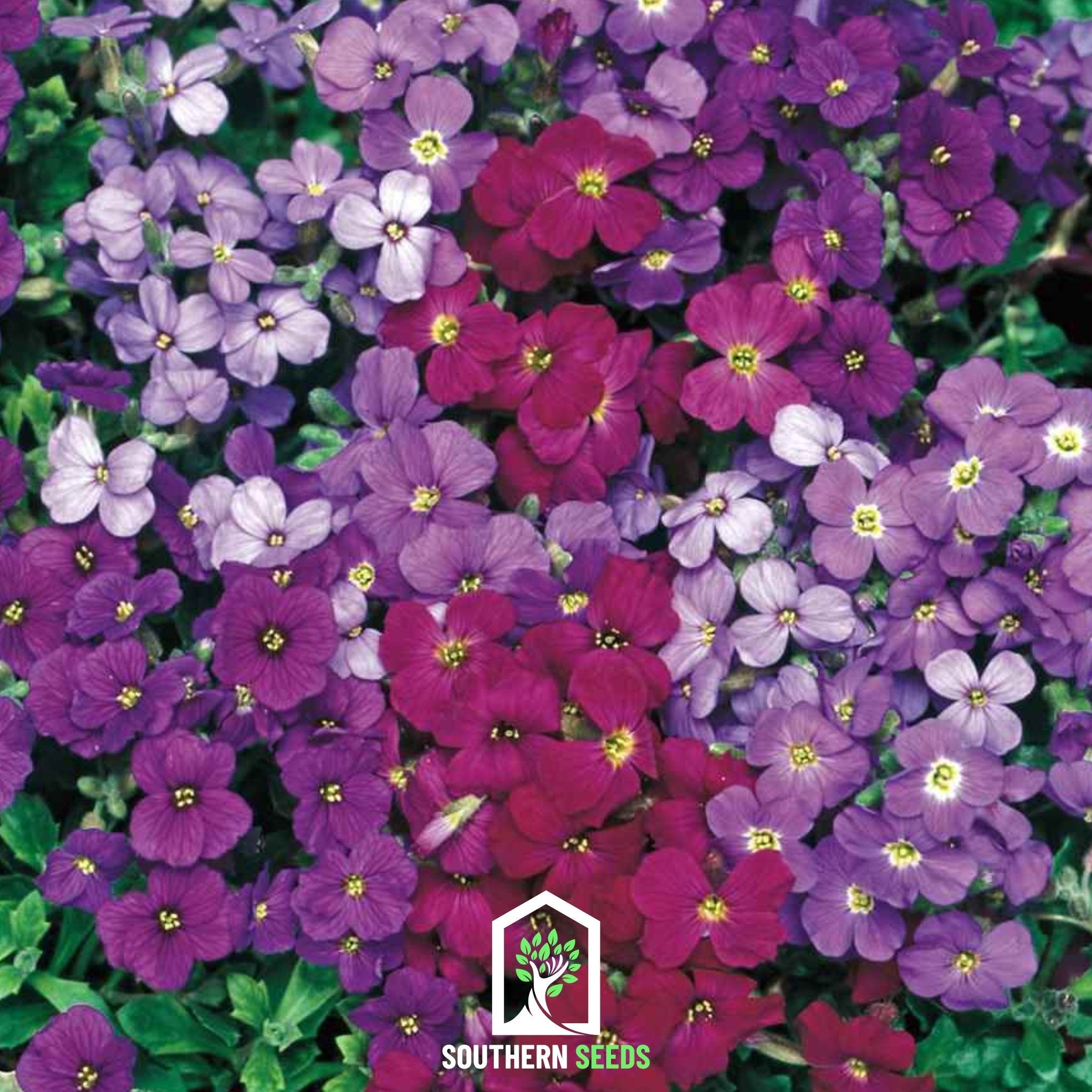 Royal Rockcress Mix – 100 Seeds | Seeds | Wiccan Center