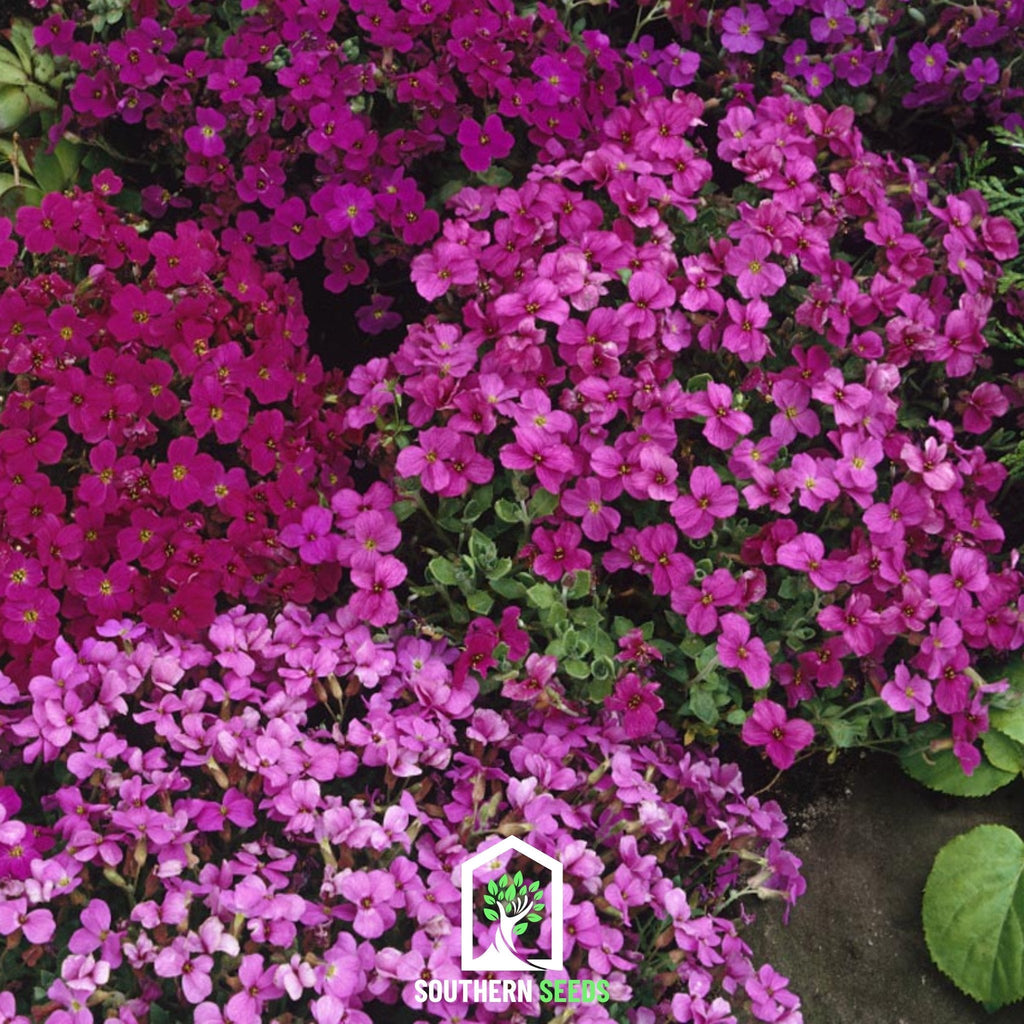 Royal Rockcress Mix – 100 Seeds | Seeds | Wiccan Center
