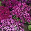 Royal Rockcress Mix – 100 Seeds | Seeds | Wiccan Center