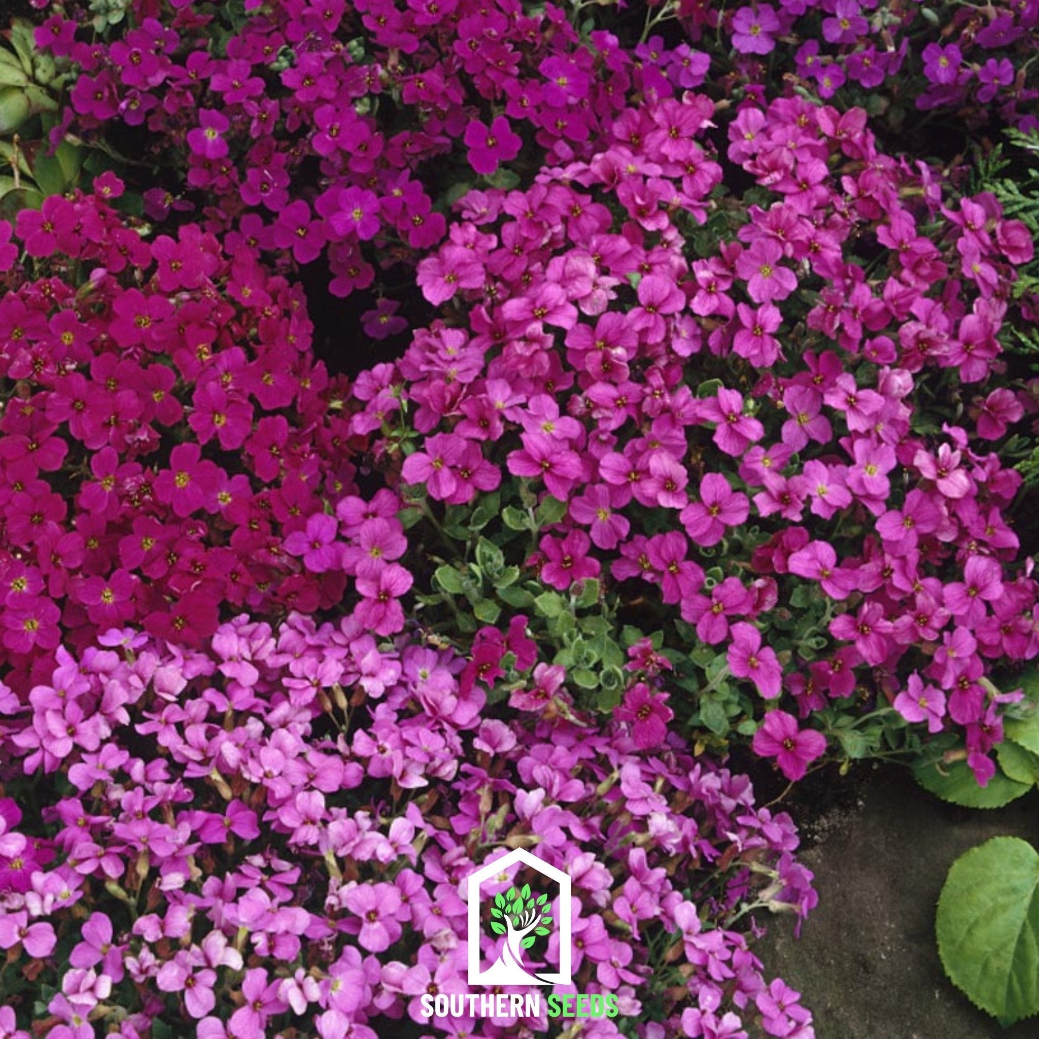 Royal Rockcress Mix – 100 Seeds | Seeds | Wiccan Center