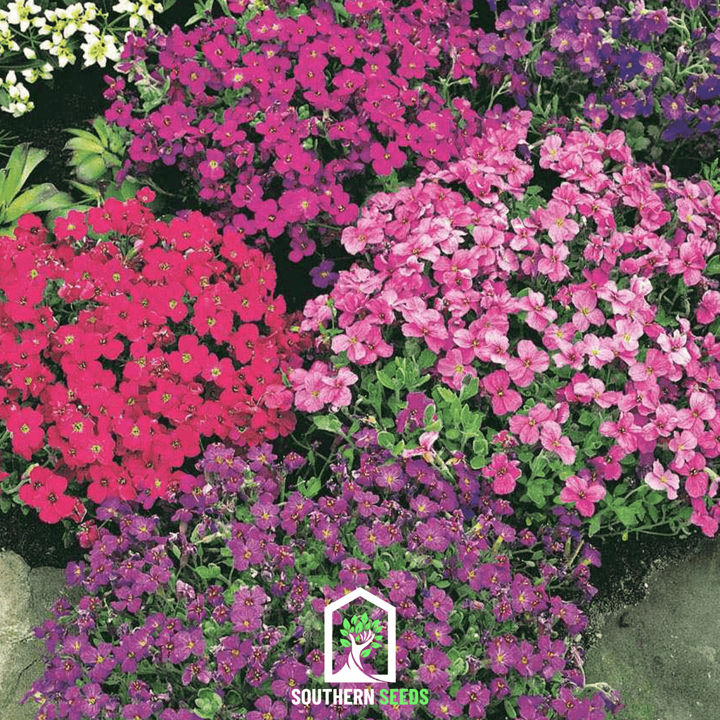 Royal Rockcress Mix – 100 Seeds | Seeds | Wiccan Center