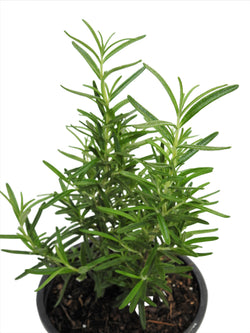HERB ROMERO | Herbs | Wiccan Center