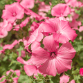 Loveliness Rose Mallow – 50 Seeds | Seeds | Wiccan Center
