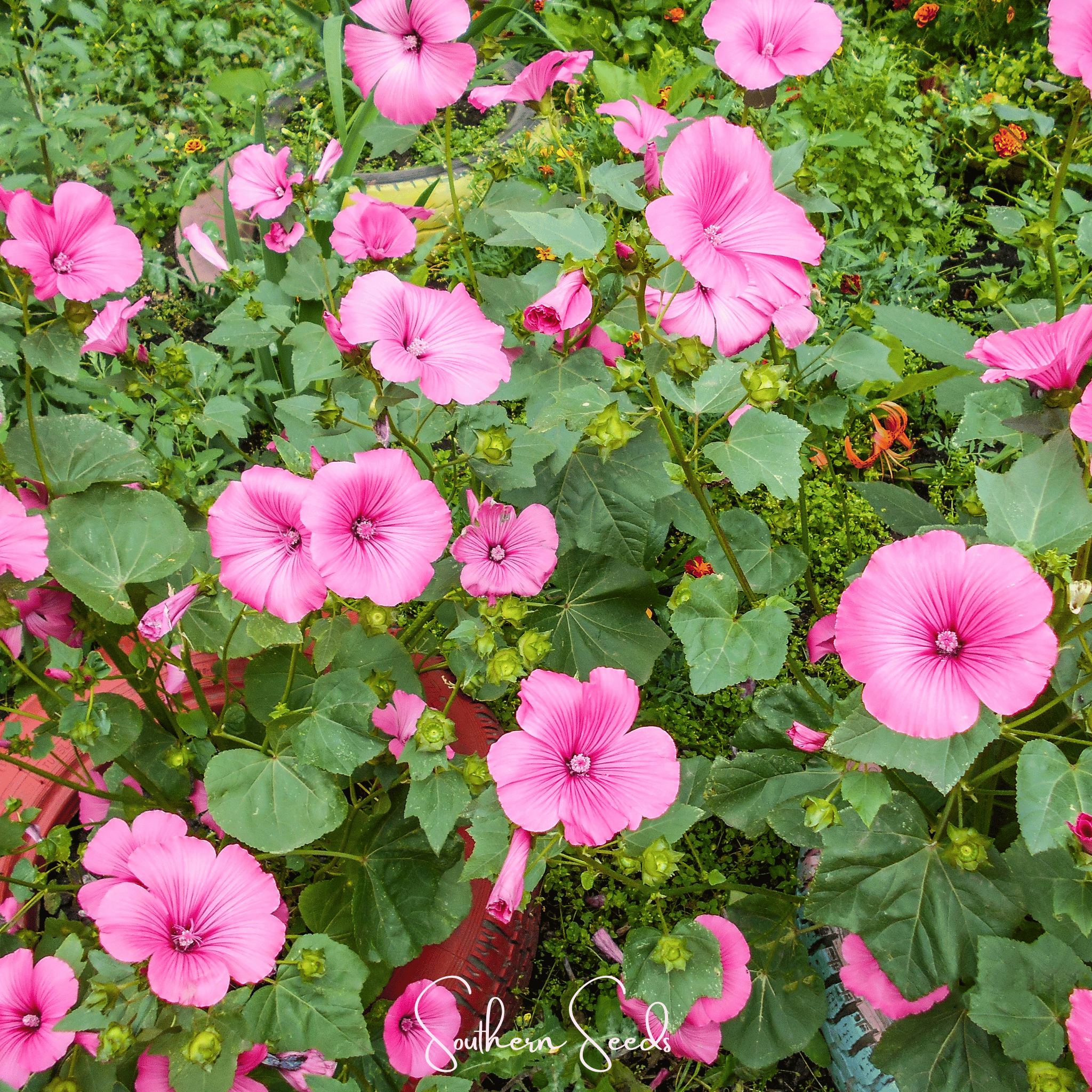 Loveliness Rose Mallow – 50 Seeds | Seeds | Wiccan Center