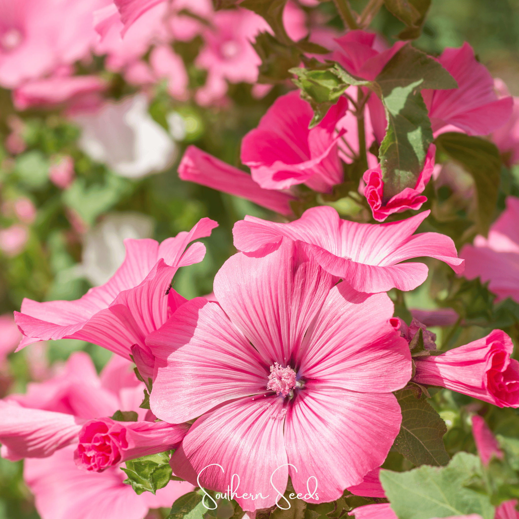 Loveliness Rose Mallow – 50 Seeds | Seeds | Wiccan Center