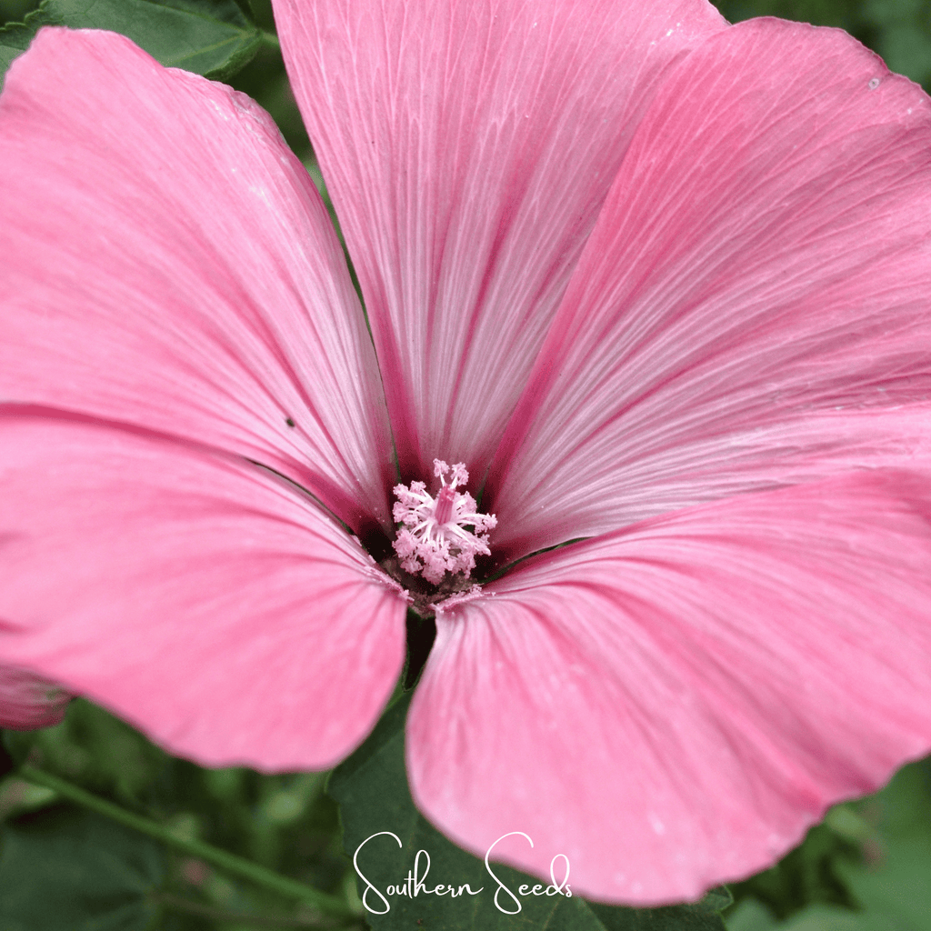 Loveliness Rose Mallow – 50 Seeds | Seeds | Wiccan Center