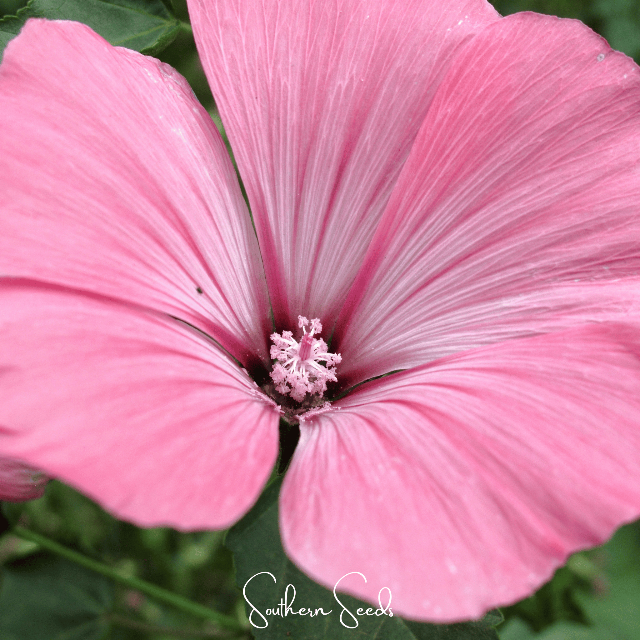 Loveliness Rose Mallow – 50 Seeds | Seeds | Wiccan Center