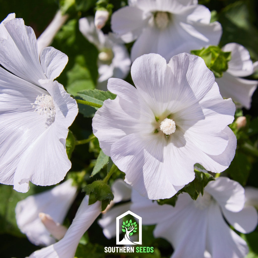 Rose Mallow Mix – 50 Seeds | Seeds | Wiccan Center