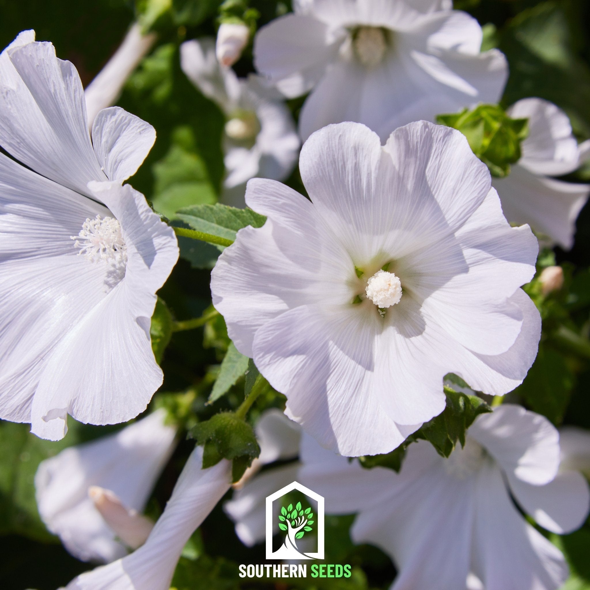 Rose Mallow Mix – 50 Seeds | Seeds | Wiccan Center