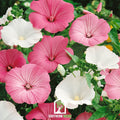 Rose Mallow Mix – 50 Seeds | Seeds | Wiccan Center