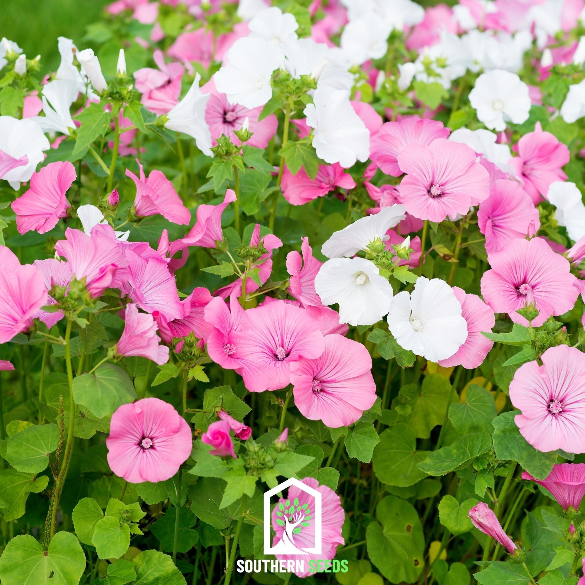 Rose Mallow Mix – 50 Seeds | Seeds | Wiccan Center
