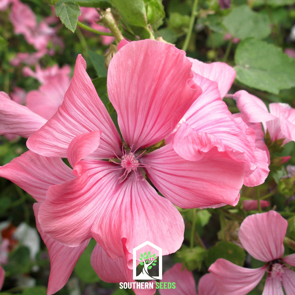Rose Mallow Mix – 50 Seeds | Seeds | Wiccan Center