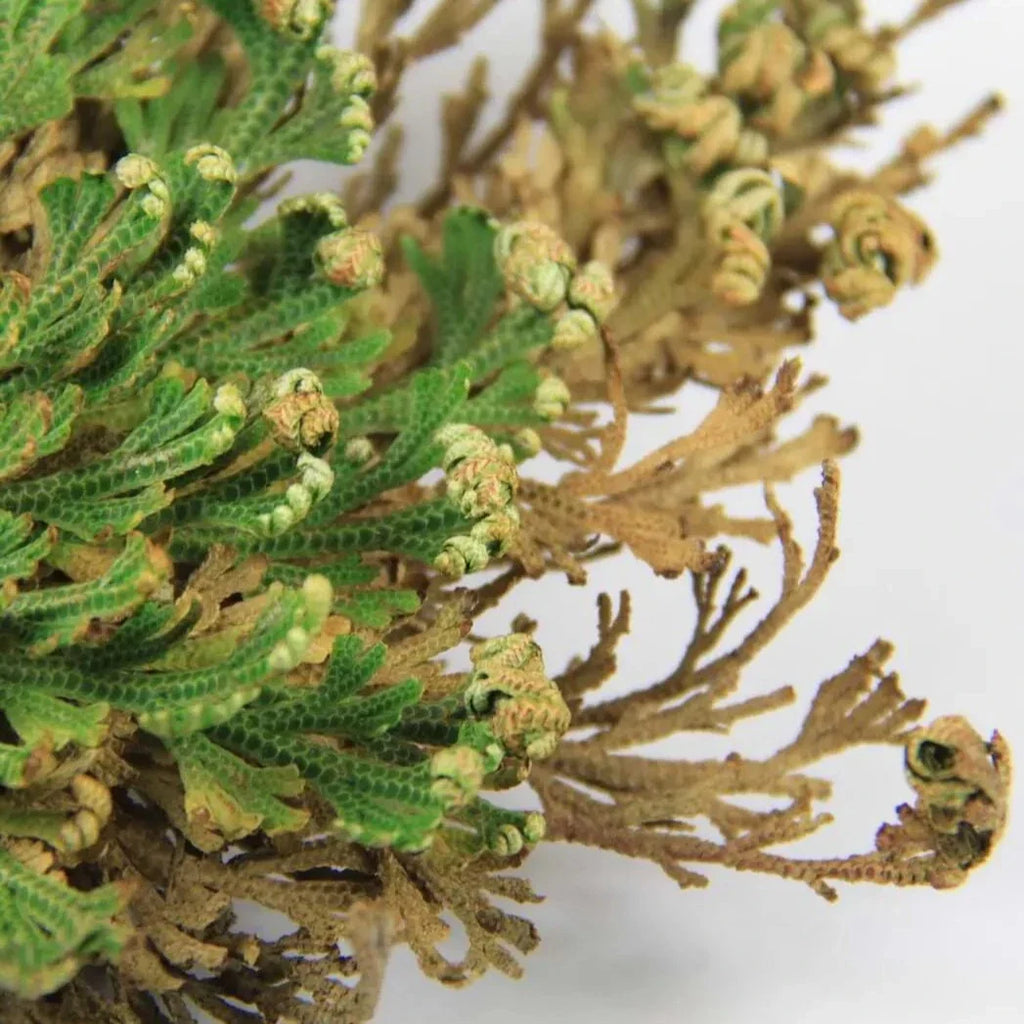 Rose of Jericho ( The Resurrection Plant )
