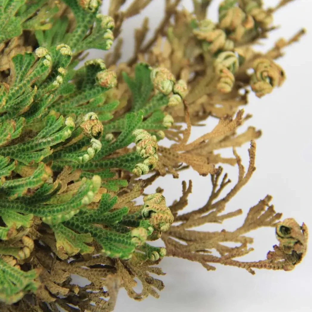 Rose of Jericho ( The Resurrection Plant )