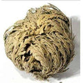 Rose of Jericho - The Immortal Plant | Ritual Plants | Wiccan Center