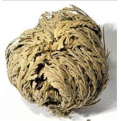 Rose of Jericho - The Immortal Plant | Ritual Plants | Wiccan Center
