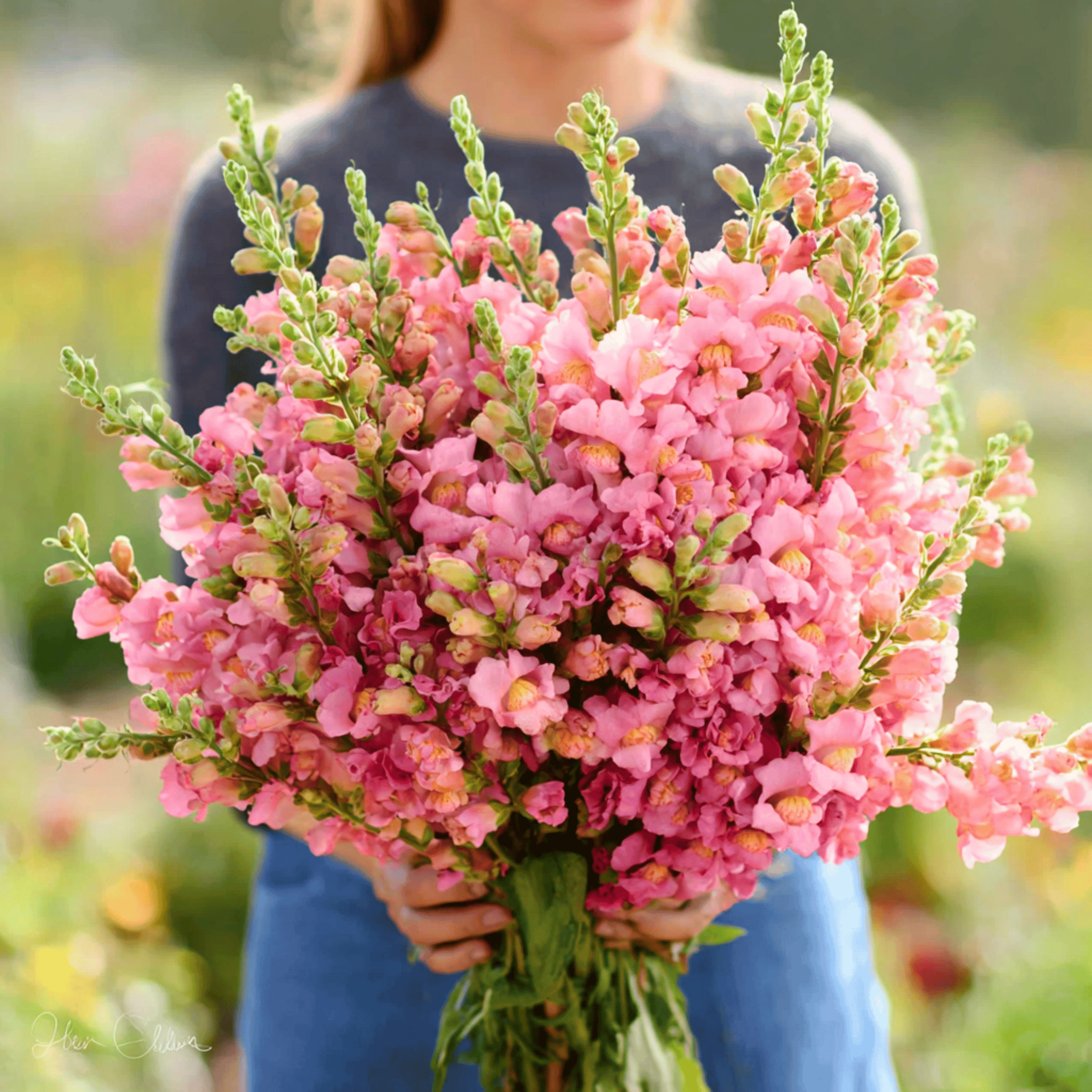 Rose Snapdragon – 200 Seeds | Seeds | Wiccan Center